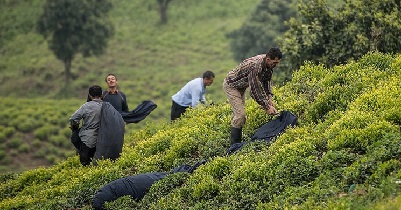 کرونا صادرات هند چای ایران