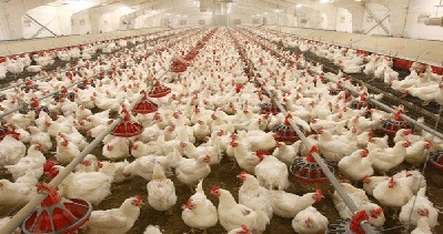 افزایش قیمت مرغ مرغ قیمت نهاده های دامی