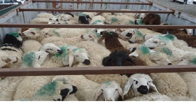 گوسفند قاچاق عراق