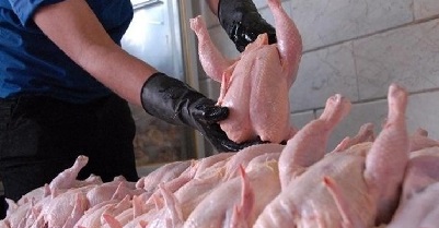 دانشگاه تربیت مدرس تولید گوشت مرغ مرغ لاین مرغ لاین ارین