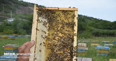 زنبور عسل جهاد کشاورزی عسل تهران