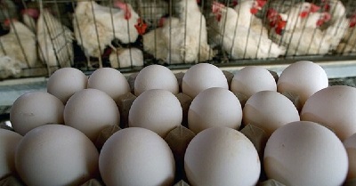 تخم مرغ قیمت تولید کنندگان