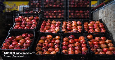 میوه پاییزی اتحادیه فروشندگان میوه و سبزی نرخ میوه کاهش قیمت میوه