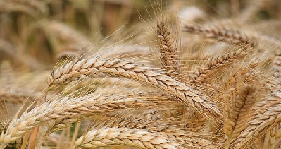 جهاد کشاورزی الگوی کشت محصولات کشاورزی جهش تولید خودکفایی تولید گندم