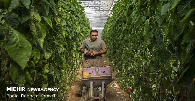 کشت گلخانه ای گلخانه کردستان جهاد کشاورزی کردستان توسعه کشاورزی